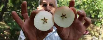2 Bin Yıllık Tescilli Lezzetinde Hasat Başladı: Gerçeği Çıtırtısından Anlaşılıyor