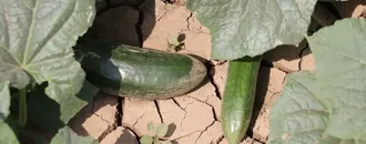 Ağrı'da devletin sağladığı desteklerle üretilen sebzelerin hasadı yapıldı