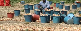 Amasya'da kuru soğan hasadı başladı
