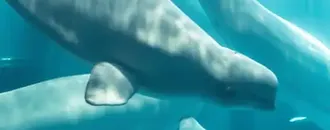 Beluga Whale Rescued from Closed Canadian Marine Park Dies in US