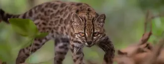 Boyuyla Şaşırtıyor: Tamamen Yeni Bir Kedi Türü Keşfedildi