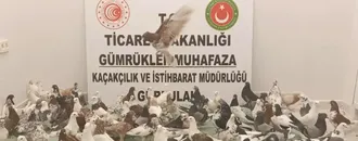 Gürbulak Gümrük Kapısı'nda "cancan" cinsi 85 güvercine el konuldu