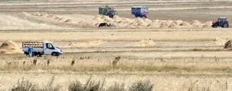 Kars'ta çiftçiler tarlalarındaki son buğdayları hasat ediyor