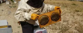 Kilosu Bin 500 Liradan Kapış Kapış Gitti: Elinde Bir Gram Bile Kalmadı