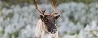 Millions of Dollars in Funding but Still No Plan: Can Quebec Save Its Caribou from Extinction?