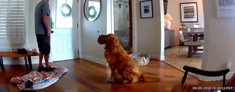 Nash, El Peor Perro Guardián Del Mundo