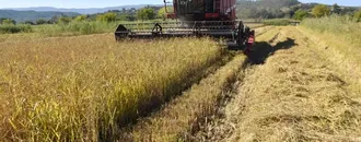 Sinop'ta 17 bin 484 dekar alanda çeltik hasadına başlandı