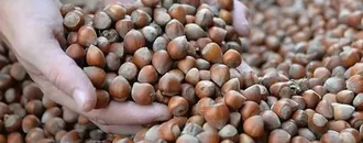 Ticaret Bakanlığı, Fındık Piyasasına Yönelik Denetim Başlattı