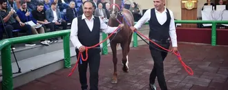 TİGEM'in açık artırmasında Arap tayı 10 milyon 500 bin liraya satıldı