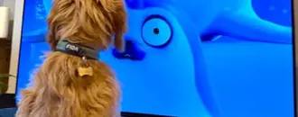 ‘We Didn’t Set Out to Make a Show for Animals!’ the Netflix Seal Cartoon That’s a Huge Hit … with Pets