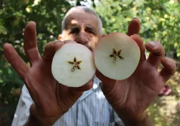 2 Bin Yıllık Tescilli Lezzetinde Hasat Başladı: Gerçeği Çıtırtısından Anlaşılıyor