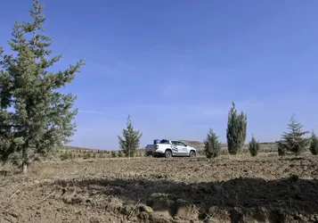 Ağaçlandırma seferberliğinin ilk yılında dikilen fidanlar ağaca dönüştü