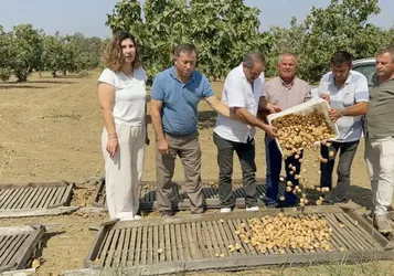 Aydın'da sezonun ilk kuru incirinin kilogramı 400 liradan satıldı