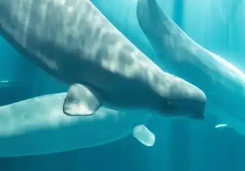 Beluga Whale Rescued from Closed Canadian Marine Park Dies in US