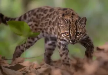 Boyuyla Şaşırtıyor: Tamamen Yeni Bir Kedi Türü Keşfedildi