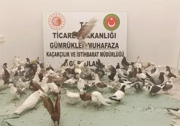 Gürbulak Gümrük Kapısı'nda "cancan" cinsi 85 güvercine el konuldu
