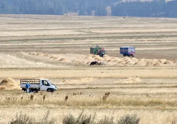 Kars'ta çiftçiler tarlalarındaki son buğdayları hasat ediyor