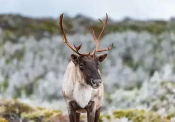 Millions of Dollars in Funding but Still No Plan: Can Quebec Save Its Caribou from Extinction?