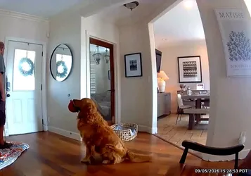 Nash, El Peor Perro Guardián Del Mundo