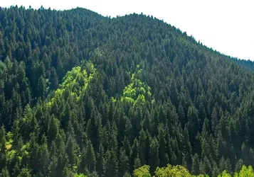 Orman Alanları Arsaya Mı Dönüştürülüyor? DMM'den Açıklama Var