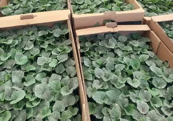 Silivri'de 1153 çiftçiye 740 bin sebze fidesi dağıtıldı