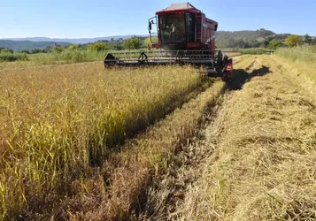 Sinop'ta 17 bin 484 dekar alanda çeltik hasadına başlandı