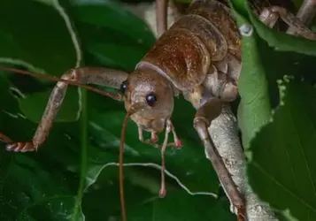 ‘the Future Is Bright’: Breeding Programme Brings World’s Heaviest Insect Back from the Brink