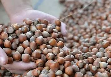 Ticaret Bakanlığı, Fındık Piyasasına Yönelik Denetim Başlattı