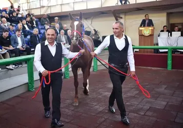 TİGEM'in açık artırmasında Arap tayı 10 milyon 500 bin liraya satıldı