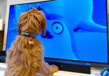 ‘We Didn’t Set Out to Make a Show for Animals!’ the Netflix Seal Cartoon That’s a Huge Hit … with Pets