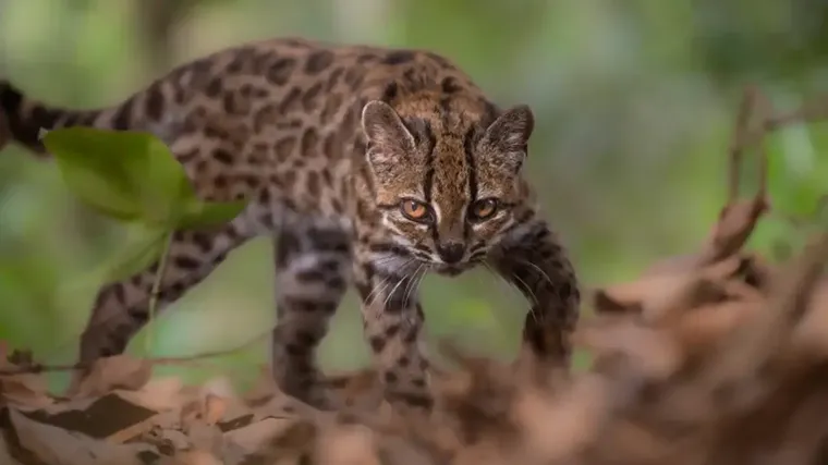 Boyuyla Şaşırtıyor: Tamamen Yeni Bir Kedi Türü Keşfedildi
