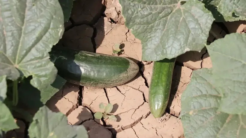 Ağrı'da devletin sağladığı desteklerle üretilen sebzelerin hasadı yapıldı