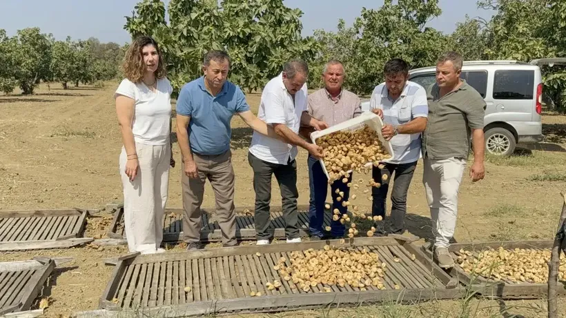 Aydın'da sezonun ilk kuru incirinin kilogramı 400 liradan satıldı