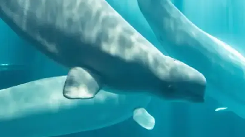 Beluga Whale Rescued from Closed Canadian Marine Park Dies in US