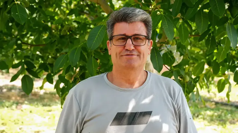 Ceviz üretiminde zararlılara karşı akıllı böceklerle mücadele ediliyor