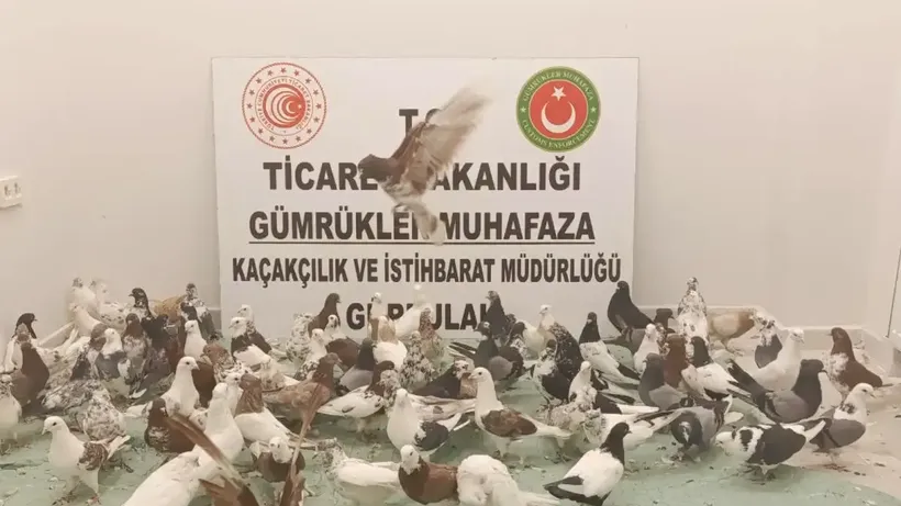 Gürbulak Gümrük Kapısı'nda "cancan" cinsi 85 güvercine el konuldu