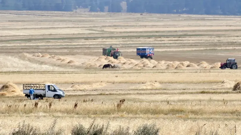 Kars'ta çiftçiler tarlalarındaki son buğdayları hasat ediyor
