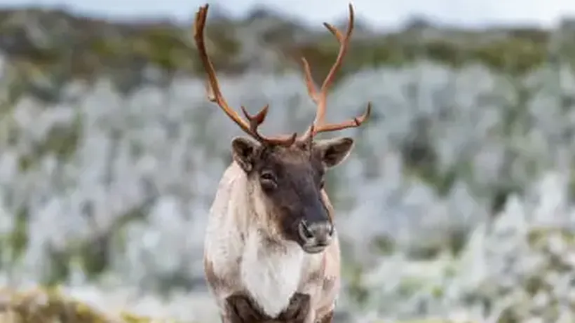 Millions of Dollars in Funding but Still No Plan: Can Quebec Save Its Caribou from Extinction?