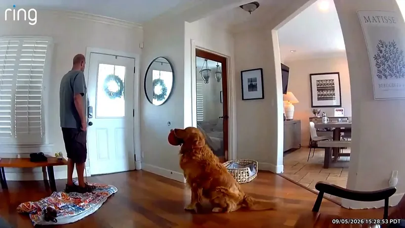 Nash, El Peor Perro Guardián Del Mundo