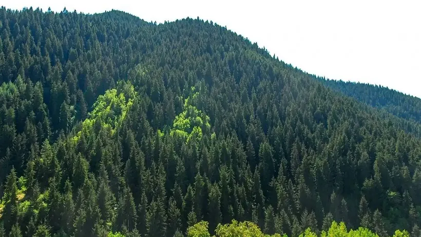 Orman Alanları Arsaya Mı Dönüştürülüyor? DMM'den Açıklama Var