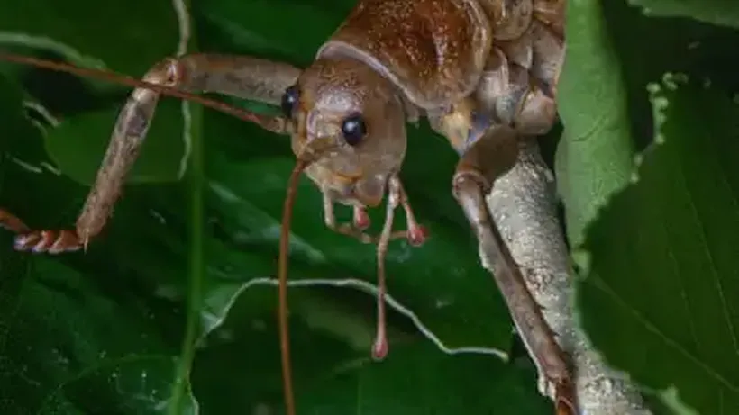 ‘the Future Is Bright’: Breeding Programme Brings World’s Heaviest Insect Back from the Brink