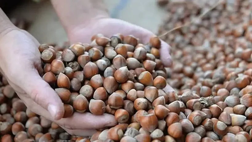Ticaret Bakanlığı, Fındık Piyasasına Yönelik Denetim Başlattı