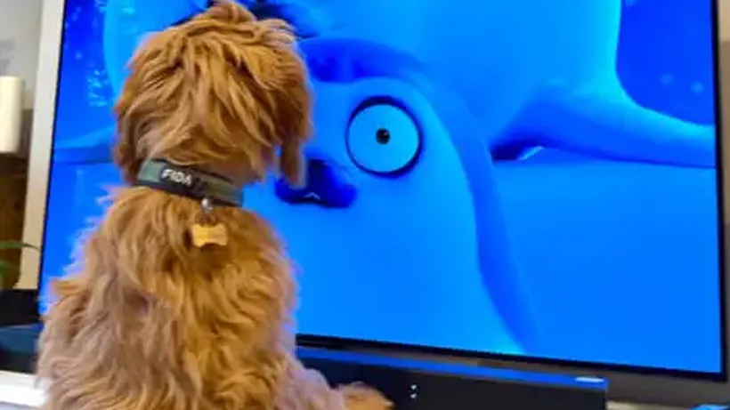 ‘We Didn’t Set Out to Make a Show for Animals!’ the Netflix Seal Cartoon That’s a Huge Hit … with Pets